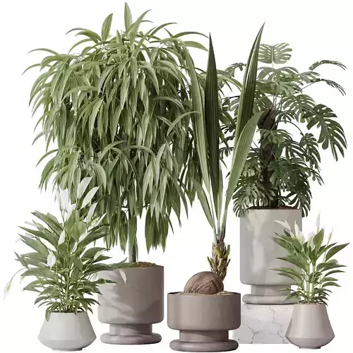 Indoor plant set 53 3D model