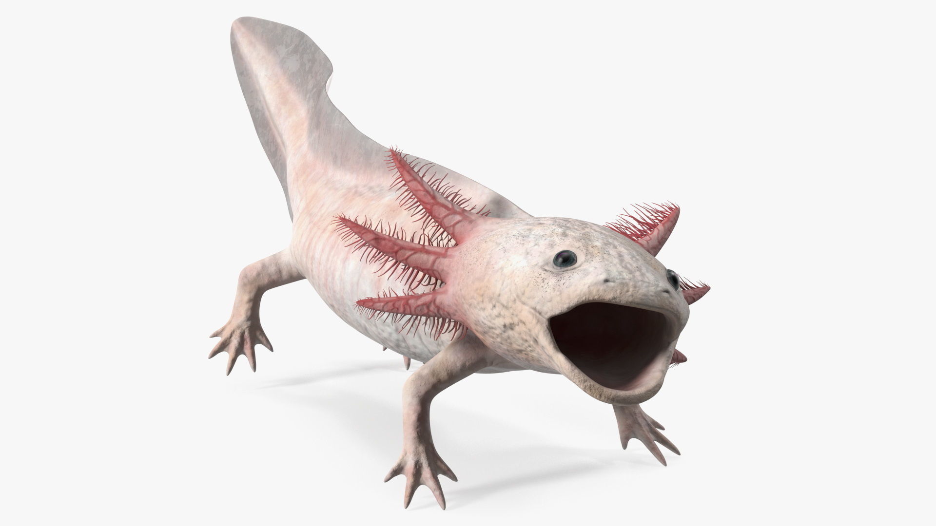 Axolotl Albino Rigged 3D model