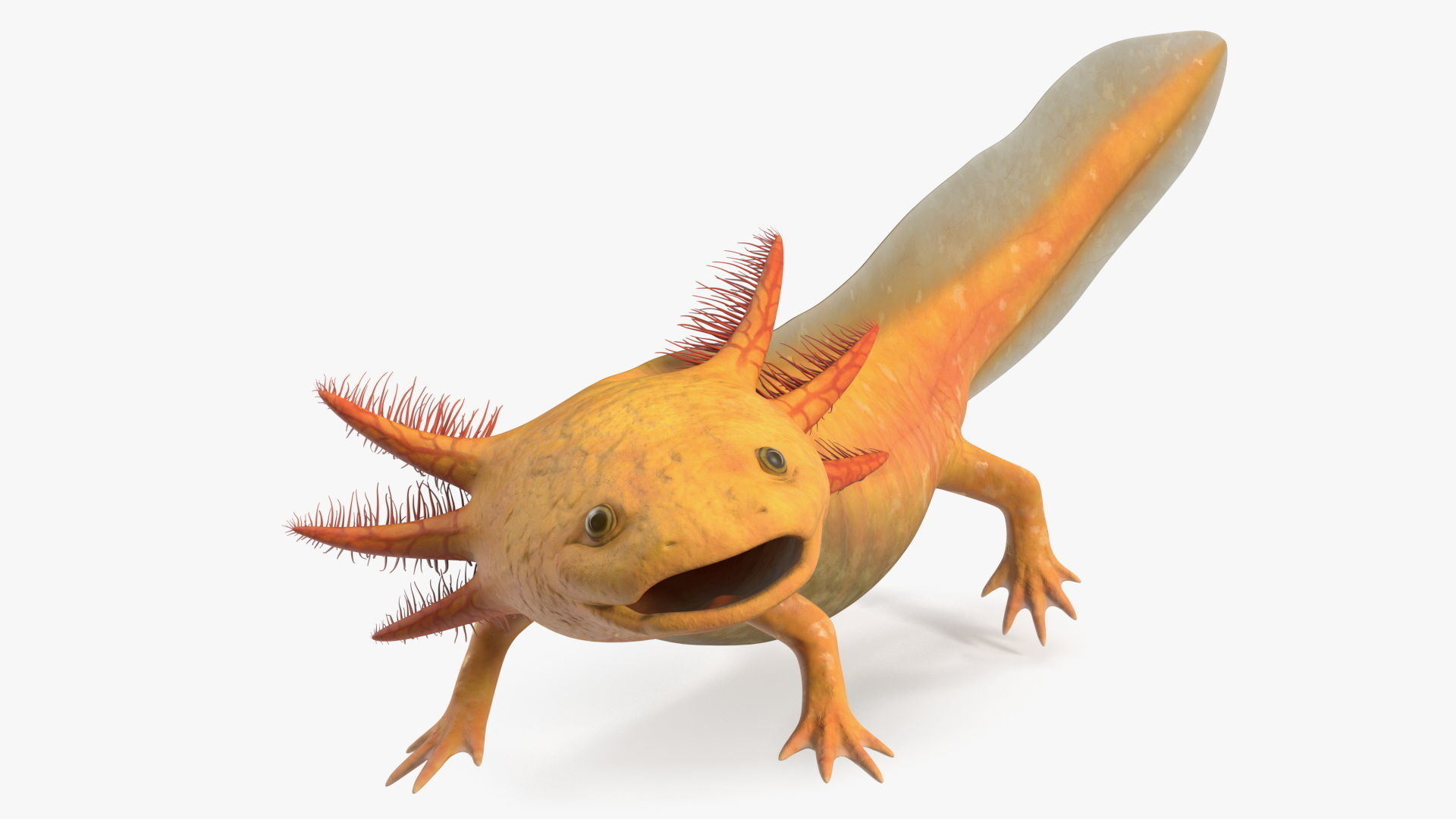 Gold Albino Axolotl Rigged 3D model