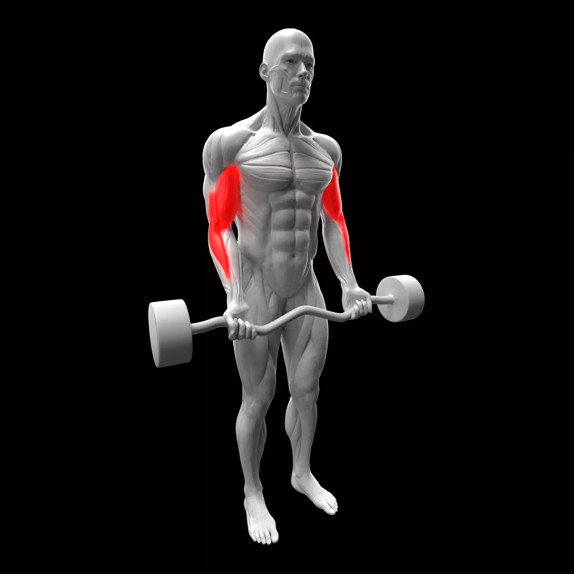 EZ Biceps Bar Curl 3D model