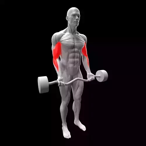 EZ Biceps Bar Curl