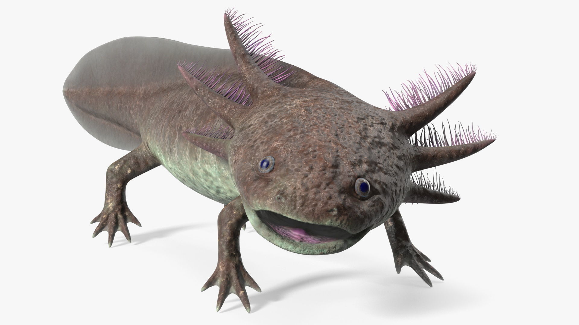 Mexican Brown Axolotl Rigged 3D model
