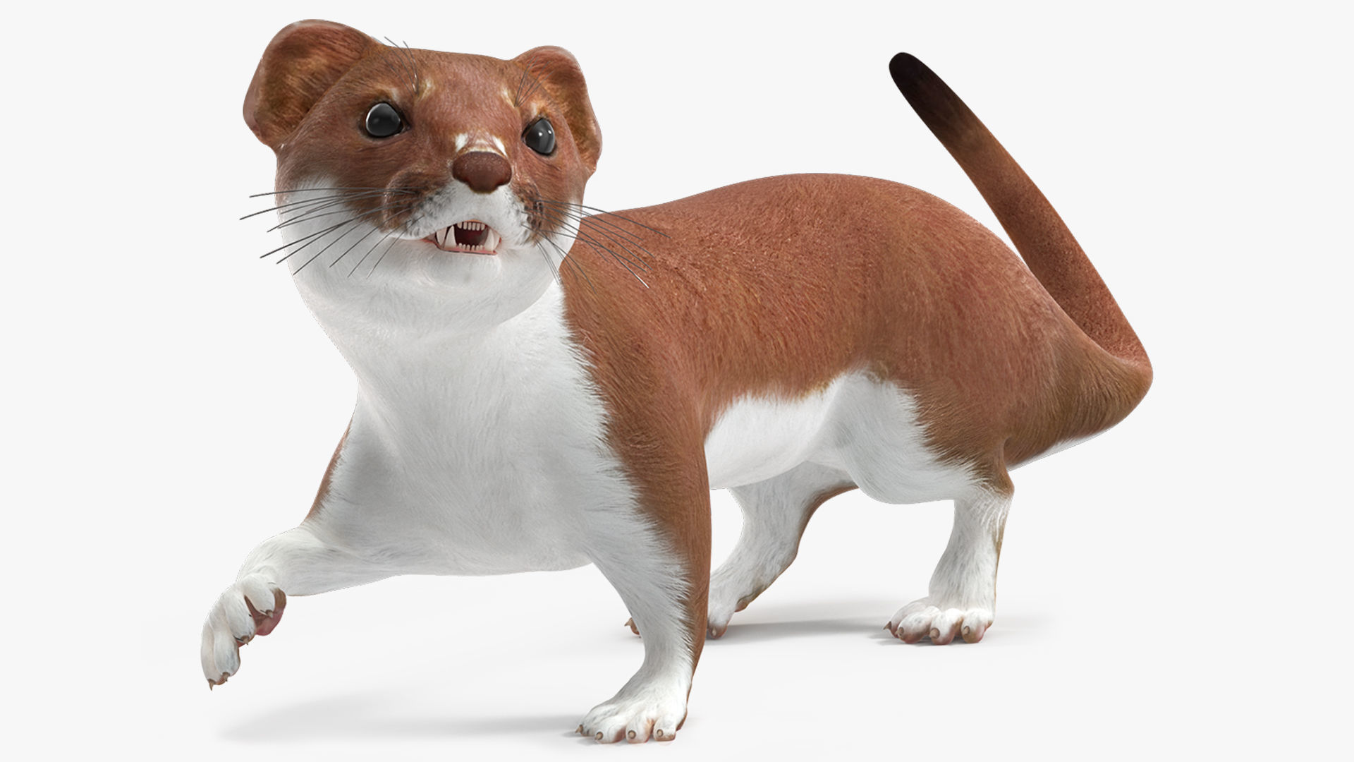 Eurasian Stoat Brown Rigged 3D model