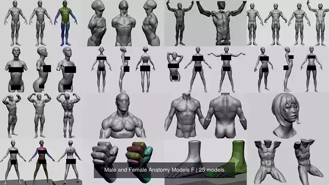 Male and Female Anatomy Models F 3D Model Collection