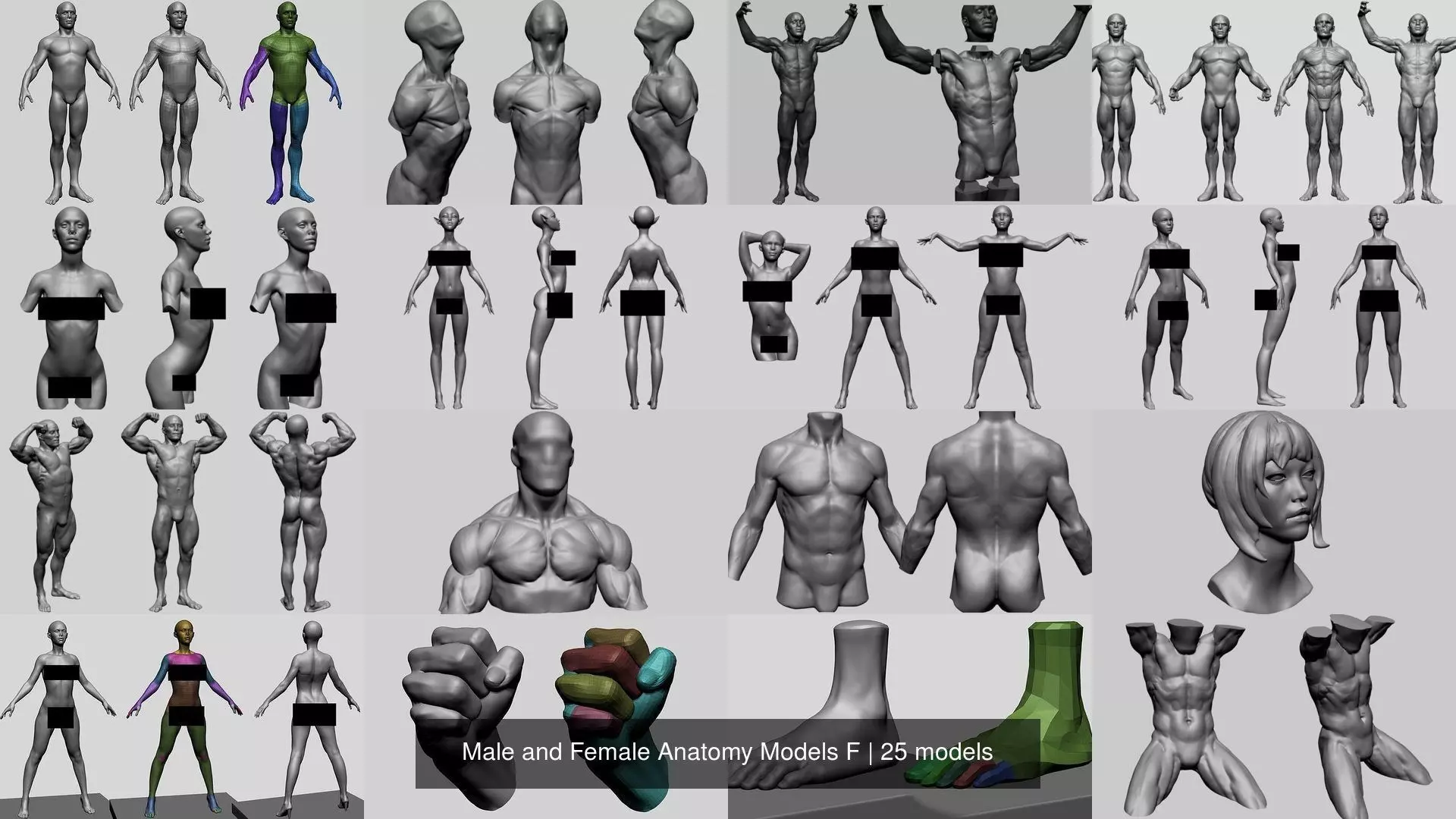 Male and Female Anatomy Models F 3D Model Collection_0