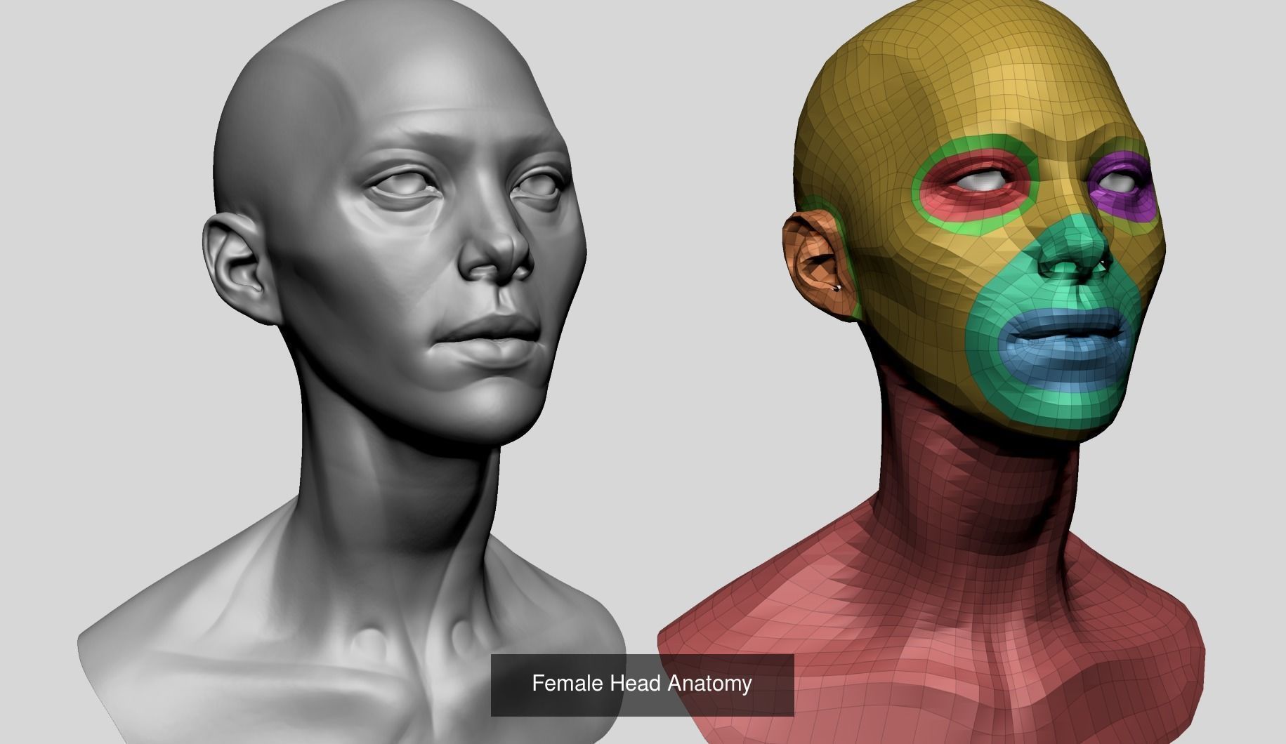 Male and Female Anatomy Models F 3D Model Collection_21