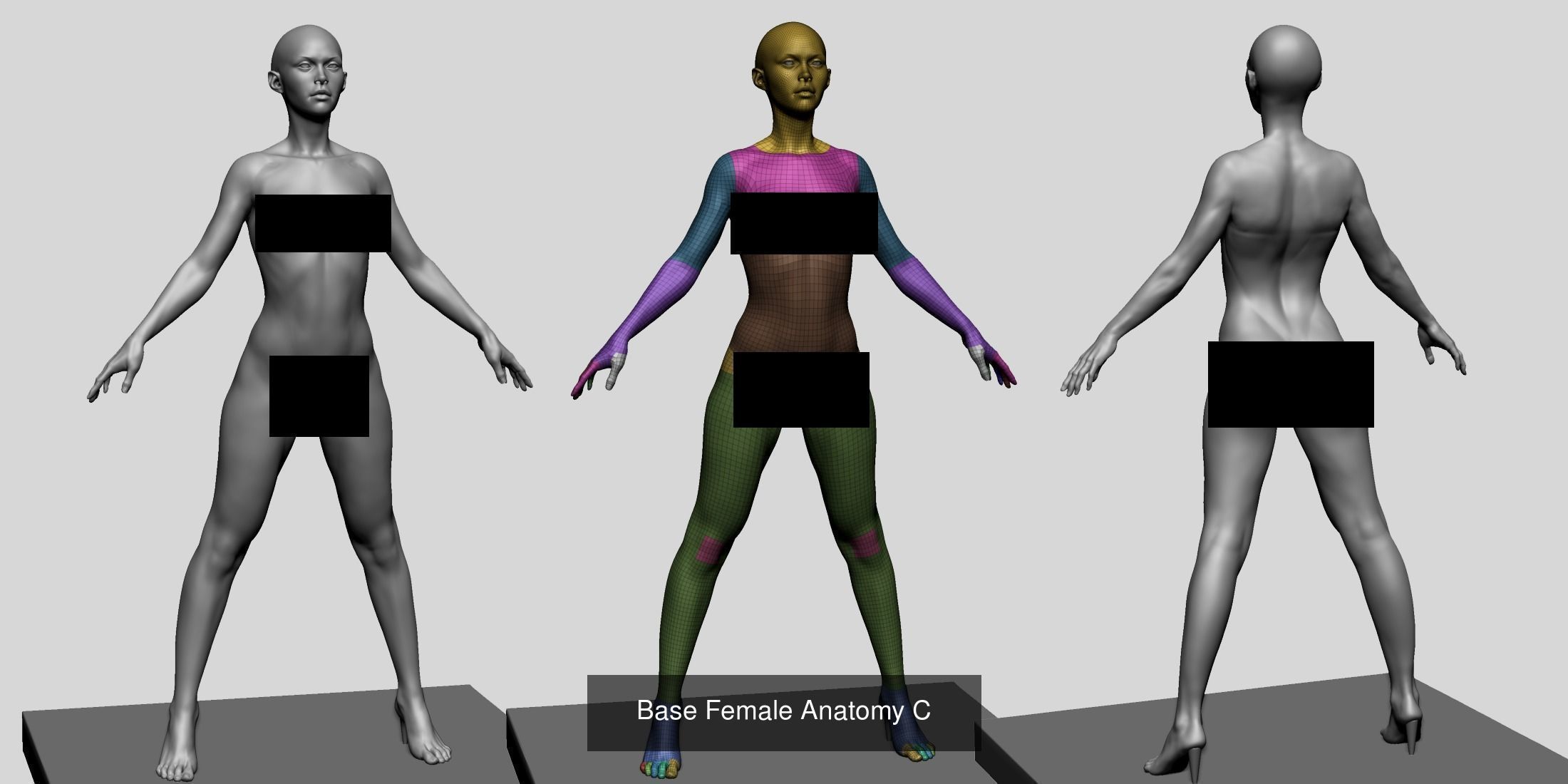 Male and Female Anatomy Models F 3D Model Collection_15