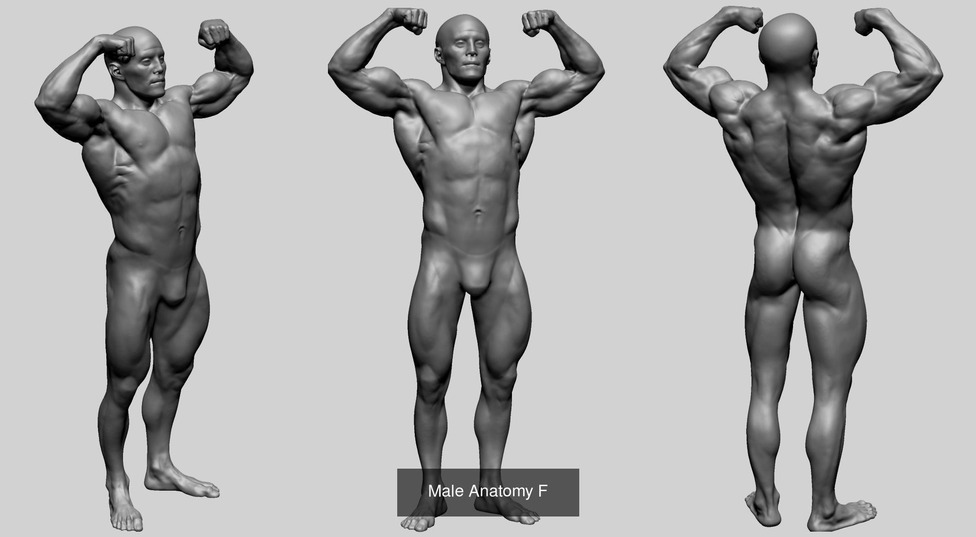 Male and Female Anatomy Models F 3D Model Collection_11