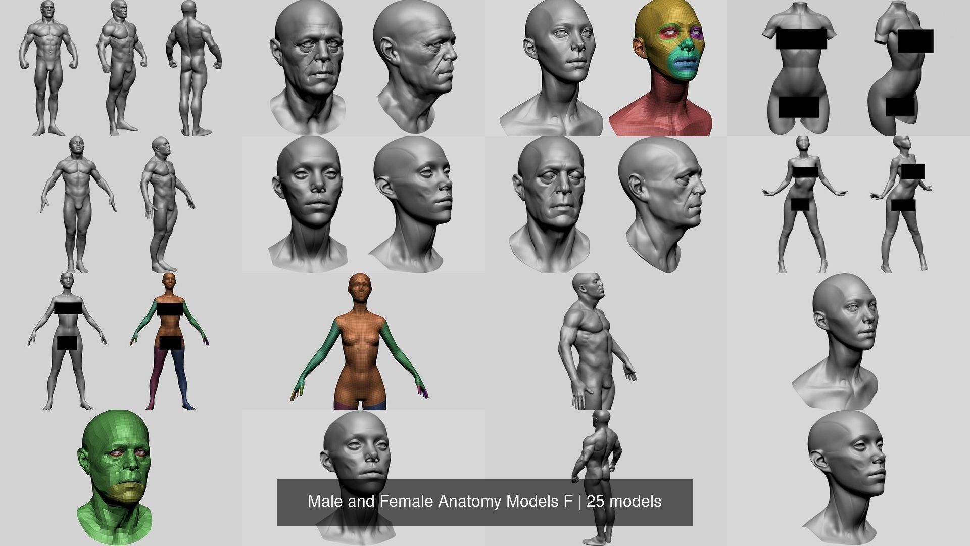 Male and Female Anatomy Models F 3D Model Collection_2