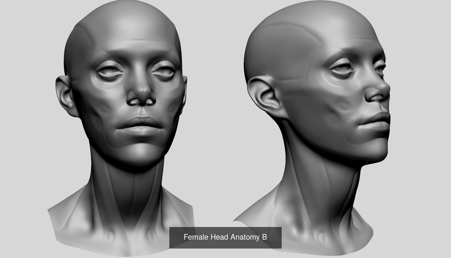 Male and Female Anatomy Models F 3D Model Collection_24