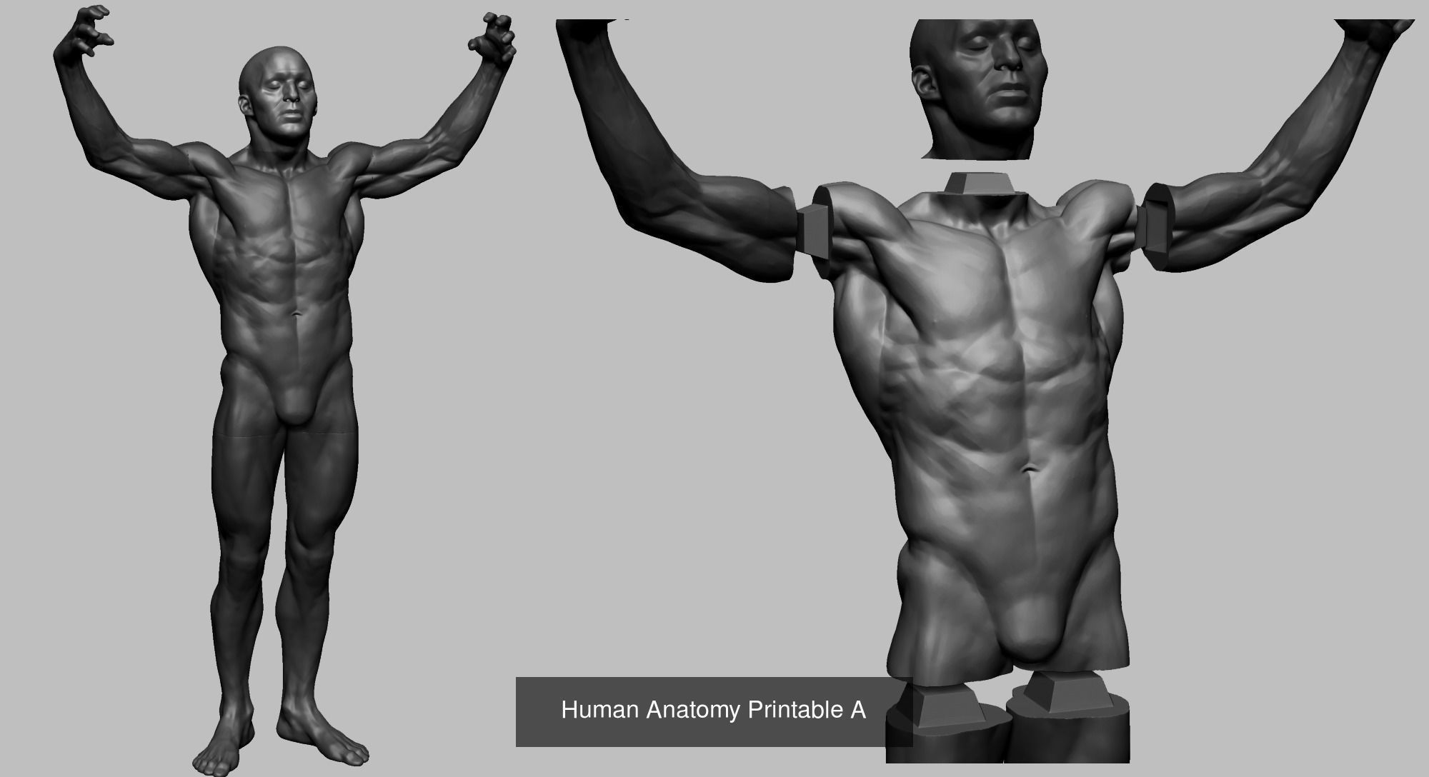 Male and Female Anatomy Models F 3D Model Collection_5