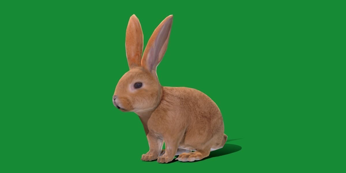 Easter Bunny Rabbit Low-poly 3D model_32