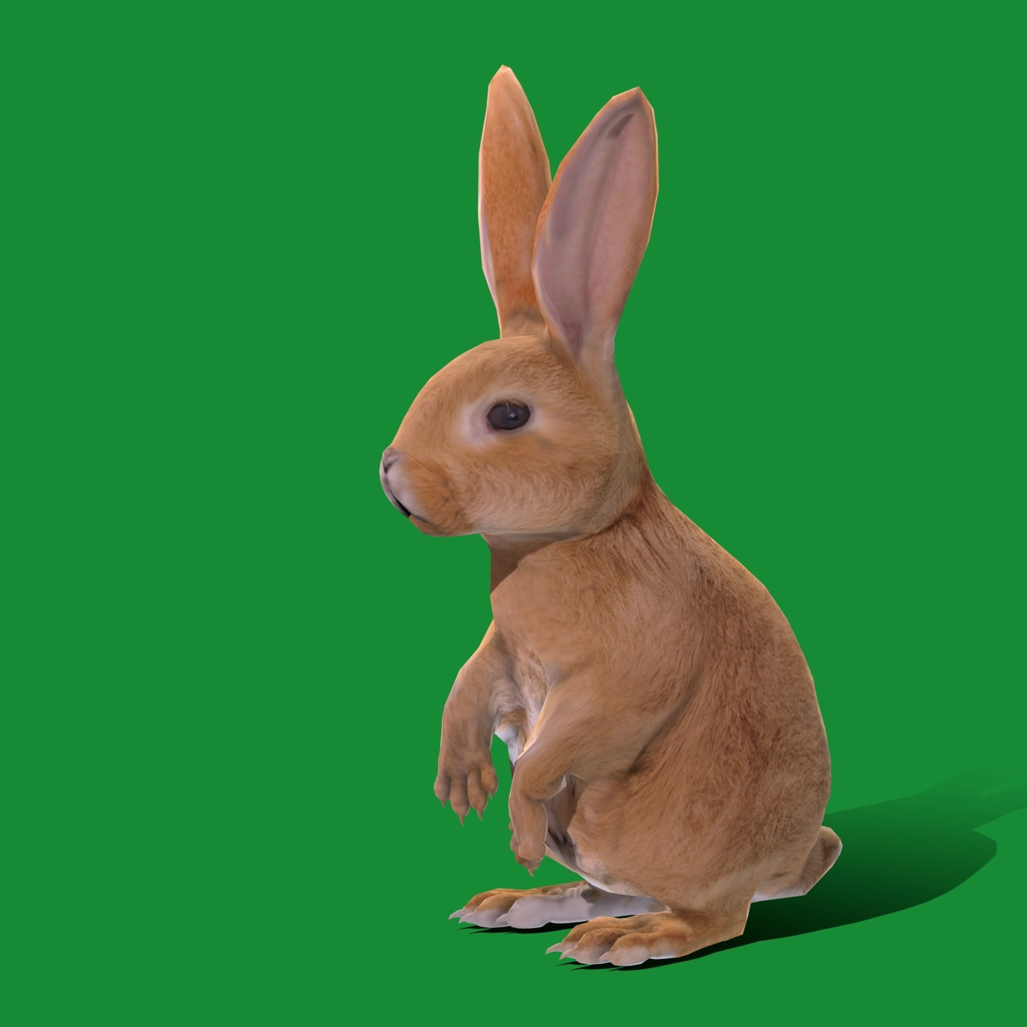 Easter Bunny Rabbit Low-poly 3D model_23