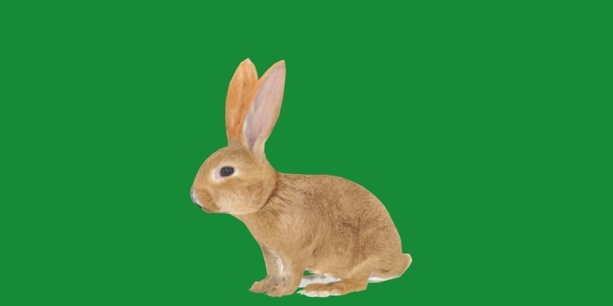 Easter Bunny Rabbit Low-poly 3D model_28