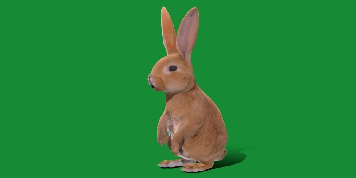 Easter Bunny Rabbit Low-poly 3D model_21