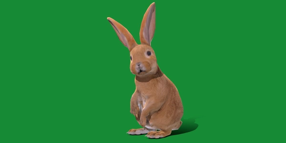 Easter Bunny Rabbit Low-poly 3D model_10