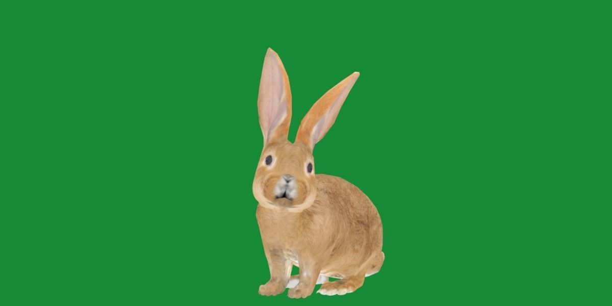 Easter Bunny Rabbit Low-poly 3D model_29