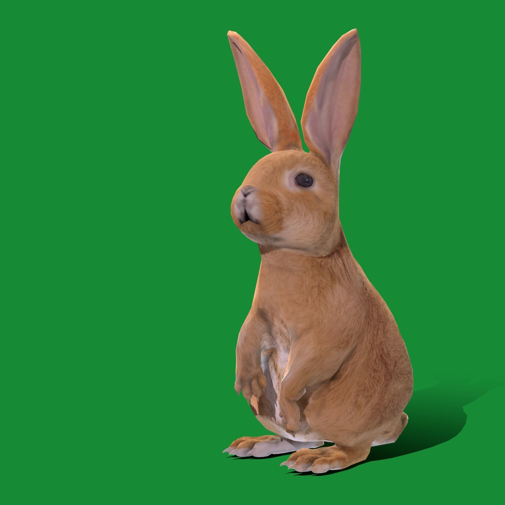 Easter Bunny Rabbit Low-poly 3D model_24