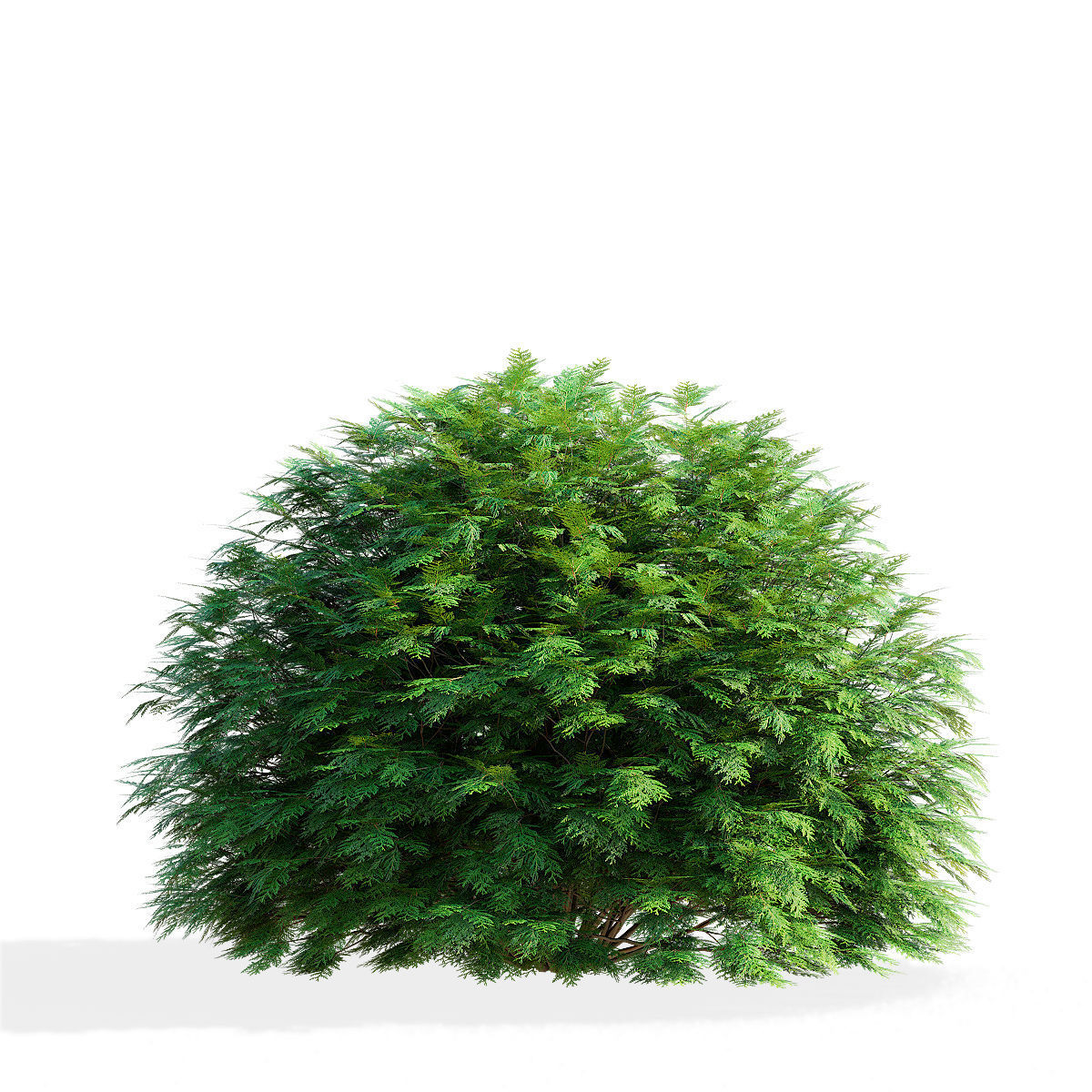  Thuja occidentalis Woodwardii 3D model_7