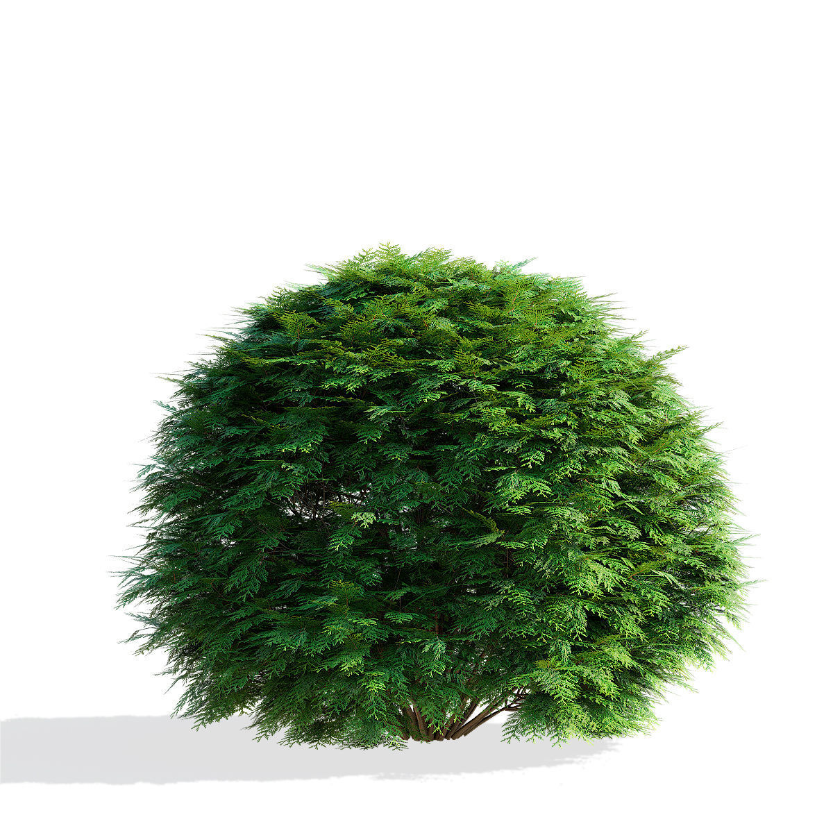  Thuja occidentalis Woodwardii 3D model_5