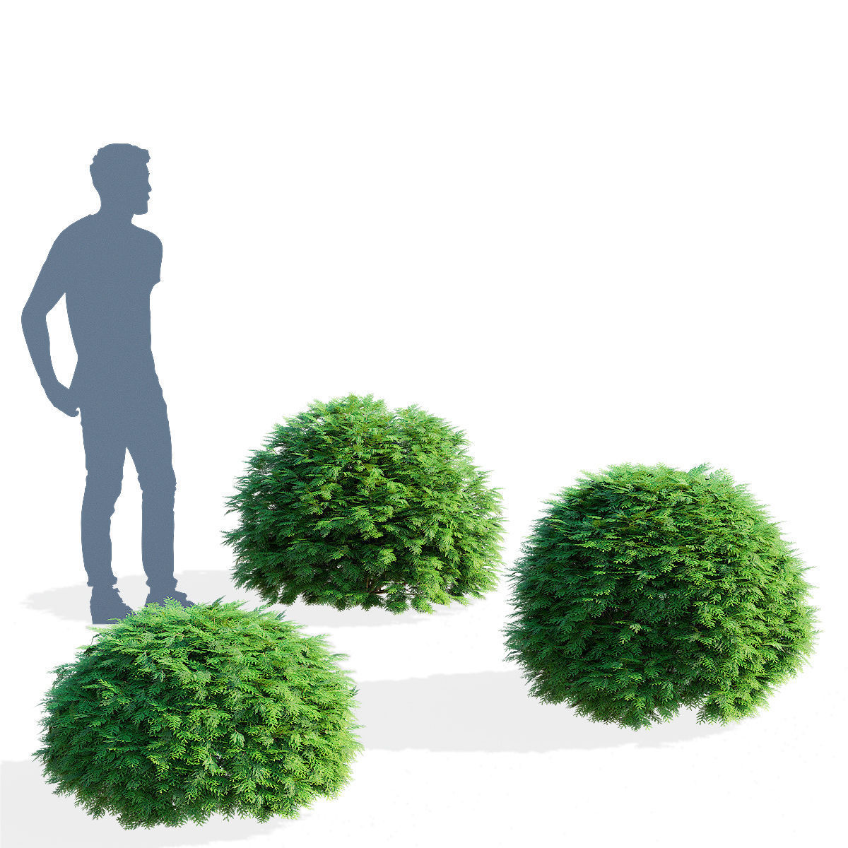  Thuja occidentalis Woodwardii 3D model_4