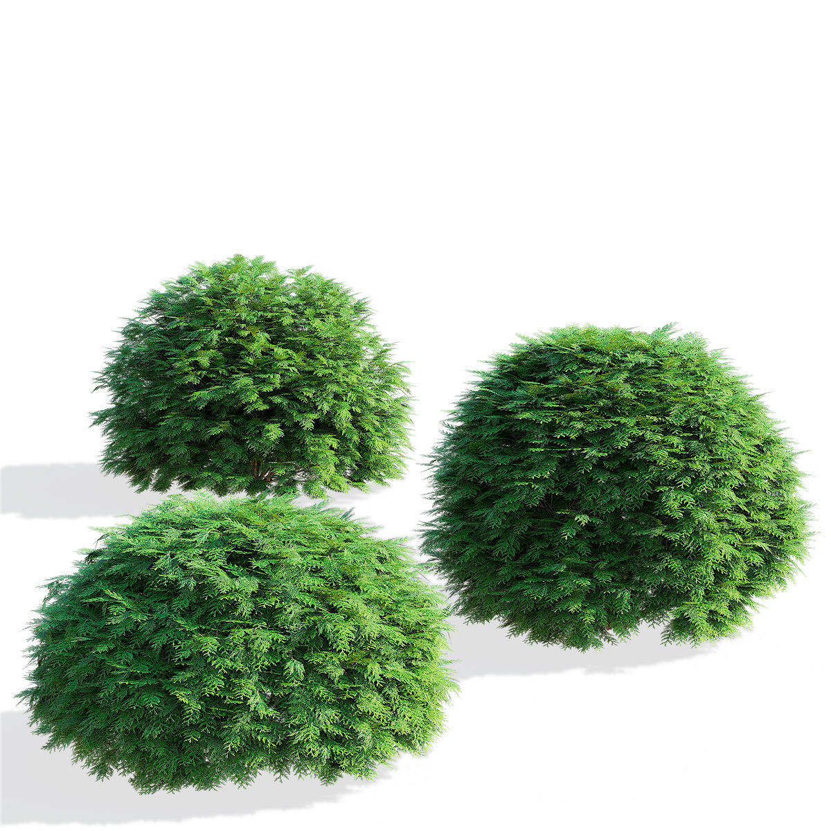  Thuja occidentalis Woodwardii 3D model_9