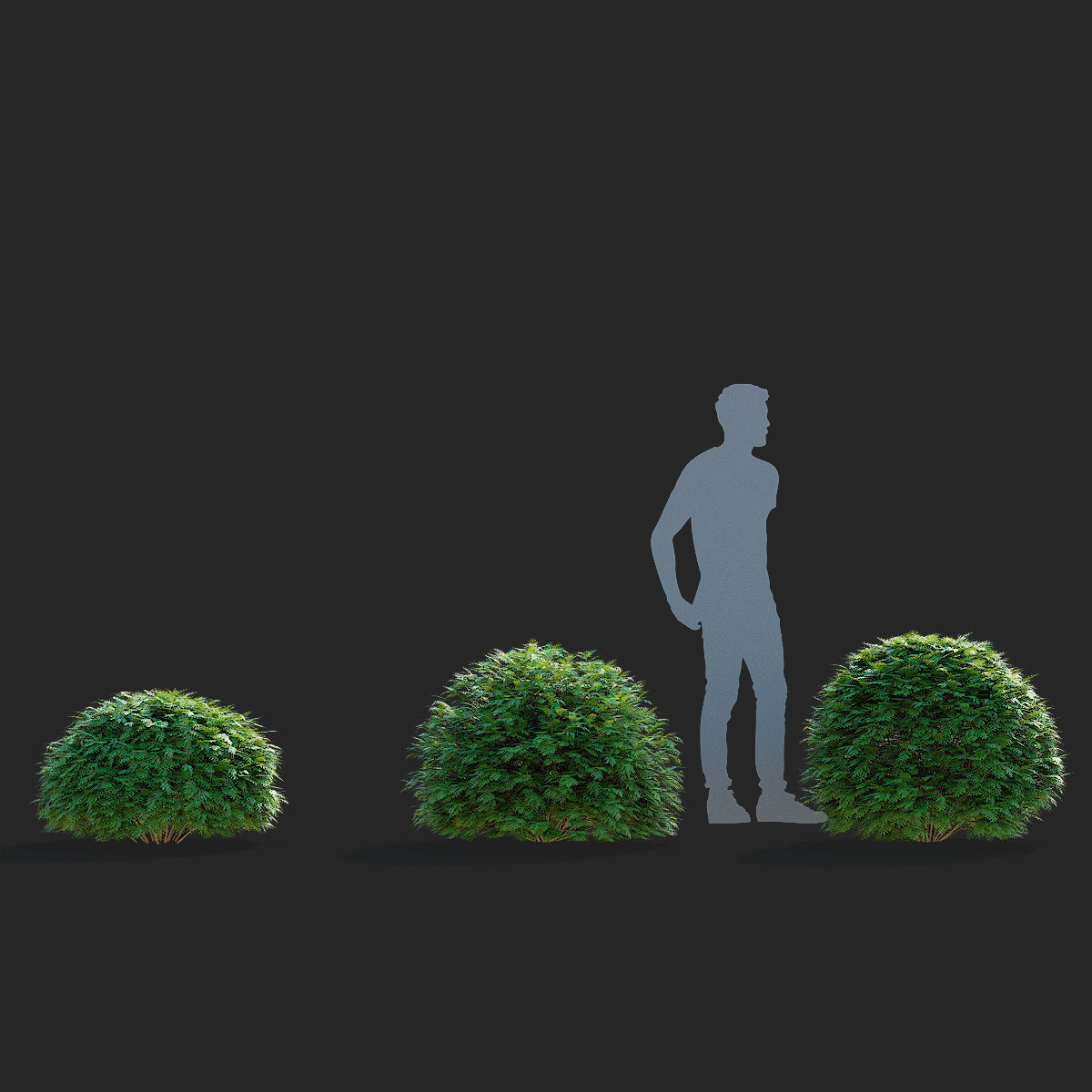  Thuja occidentalis Woodwardii 3D model_3