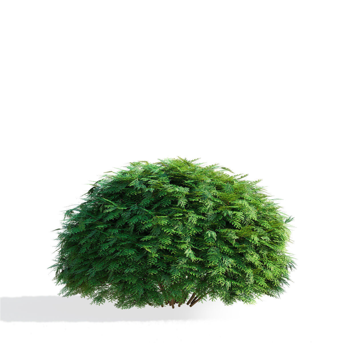  Thuja occidentalis Woodwardii 3D model_8