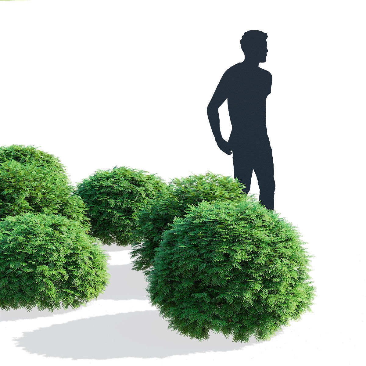  Thuja occidentalis Woodwardii 3D model_1