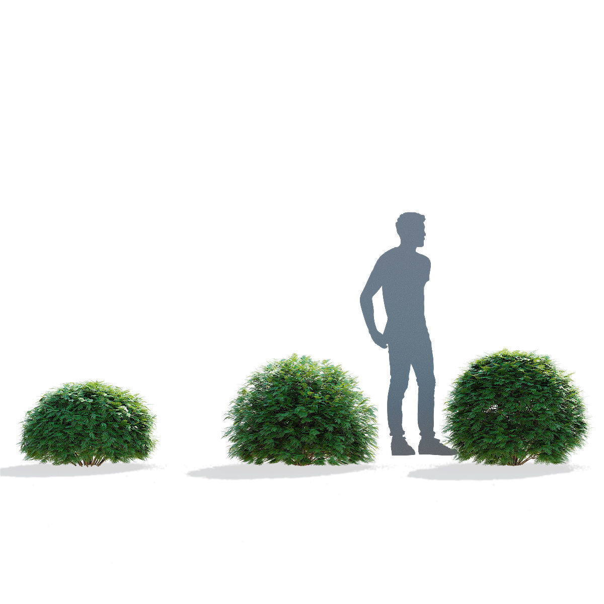  Thuja occidentalis Woodwardii 3D model_2