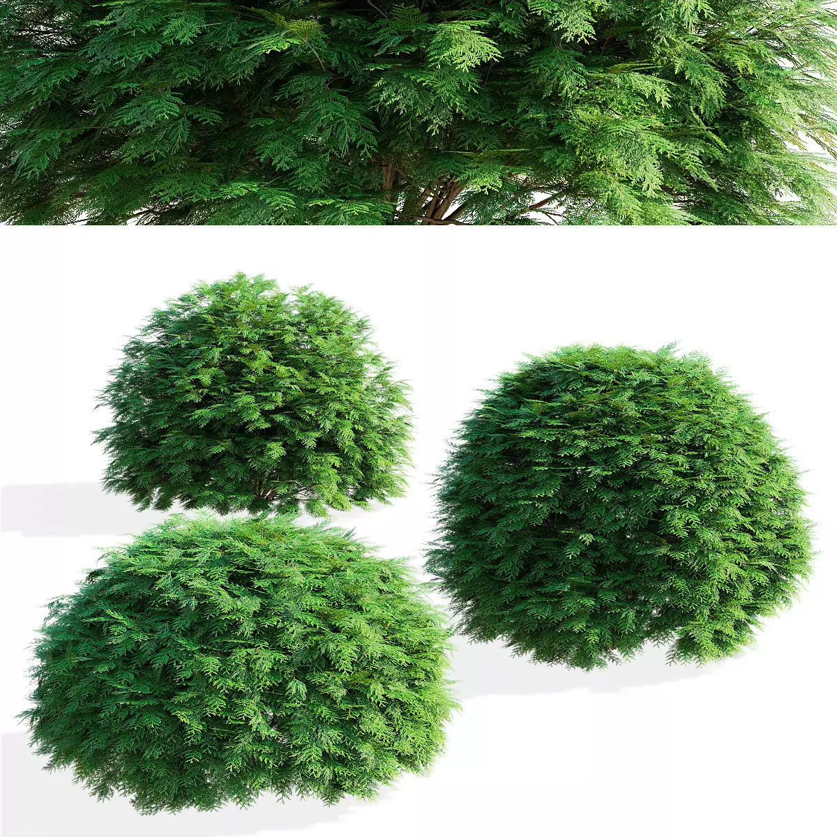  Thuja occidentalis Woodwardii 3D model_0