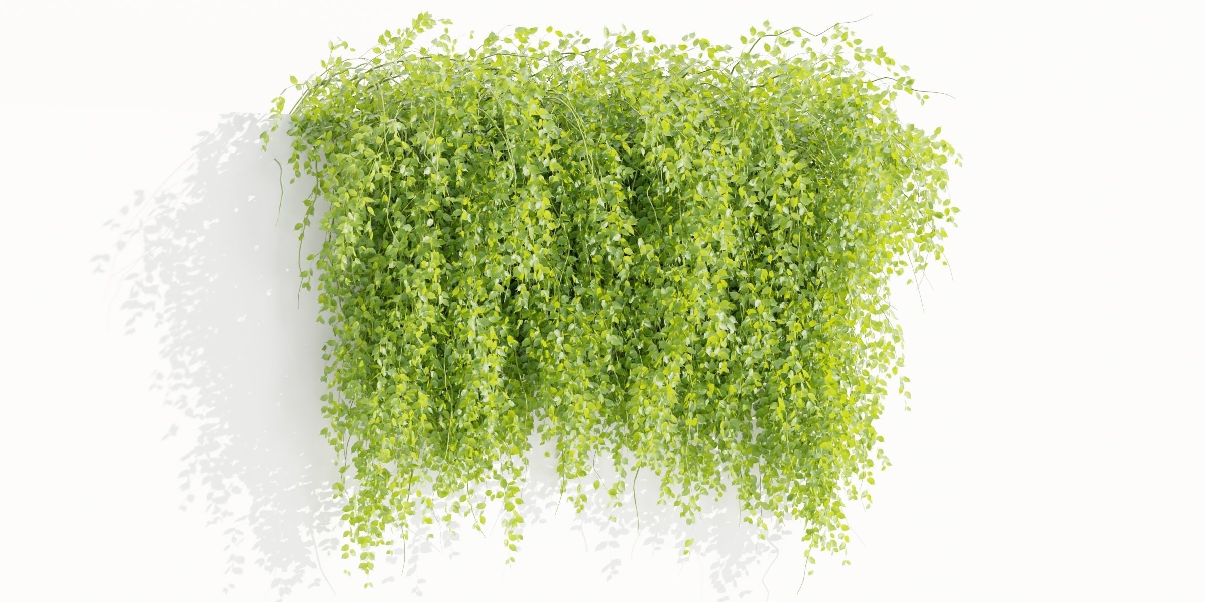 Hanging Wall Creeper Plants collection vol 225-Blender 3D model_4