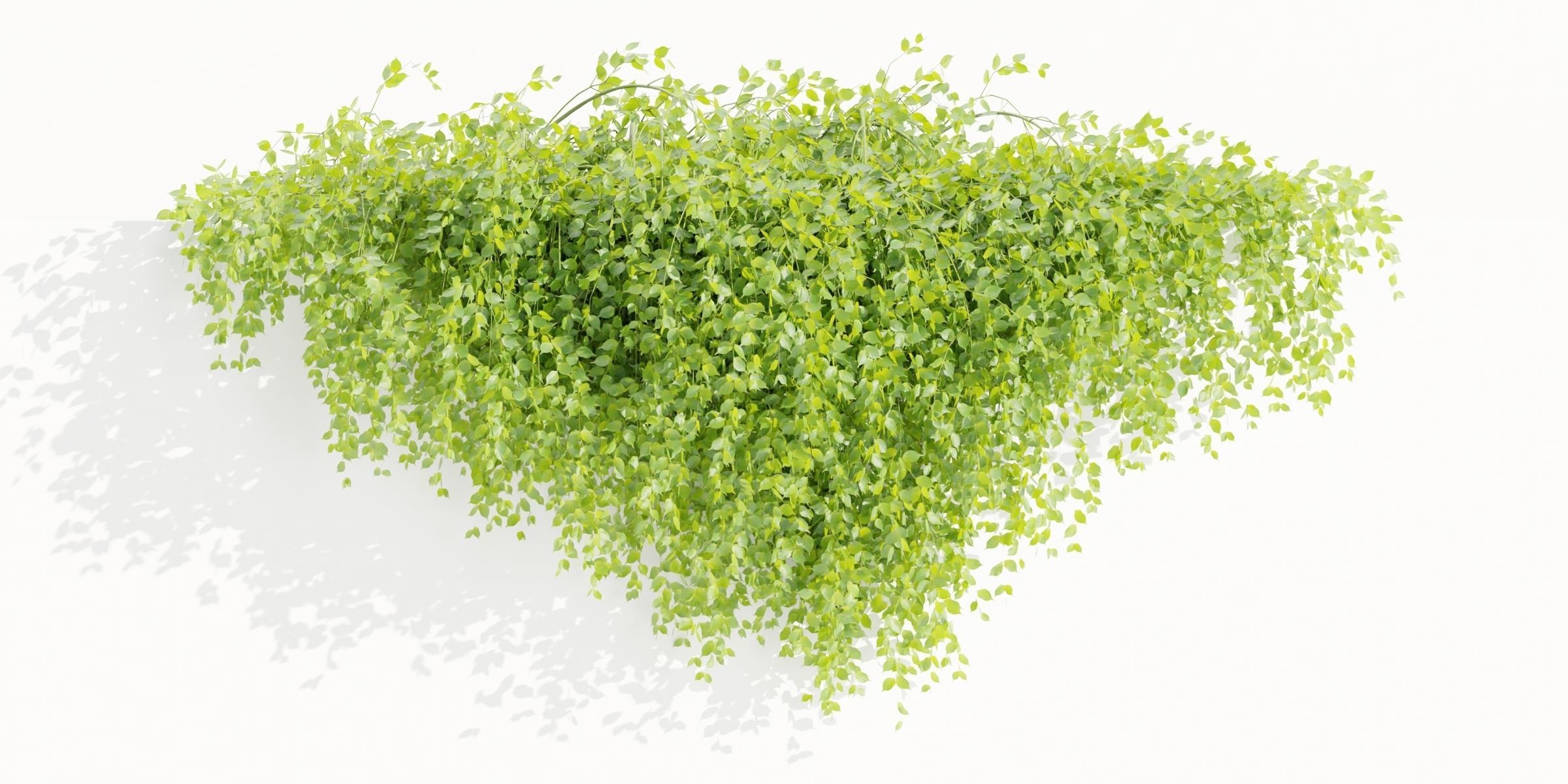 Hanging Wall Creeper Plants collection vol 225-Blender 3D model_3