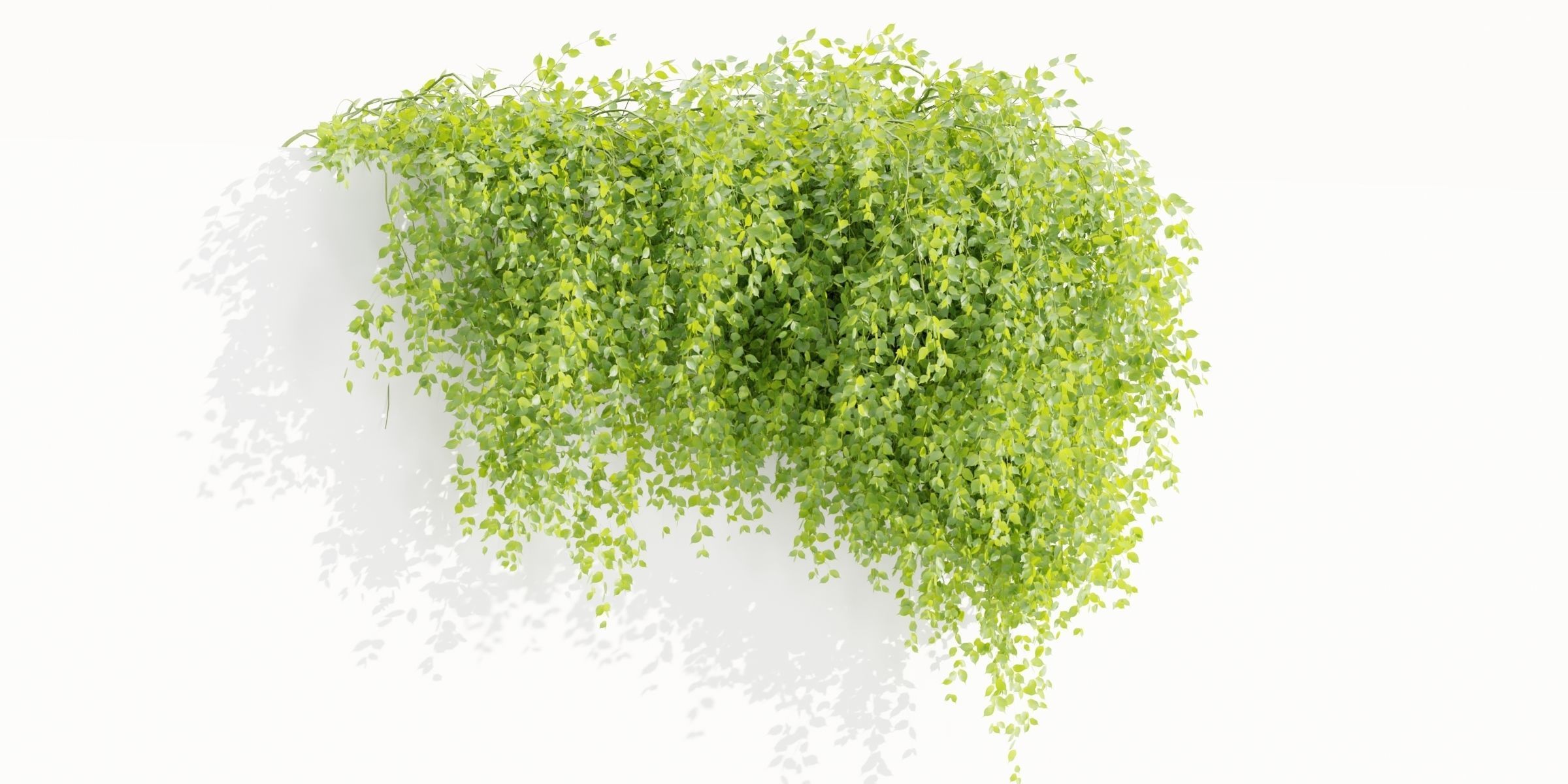Hanging Wall Creeper Plants collection vol 225-Blender 3D model_5