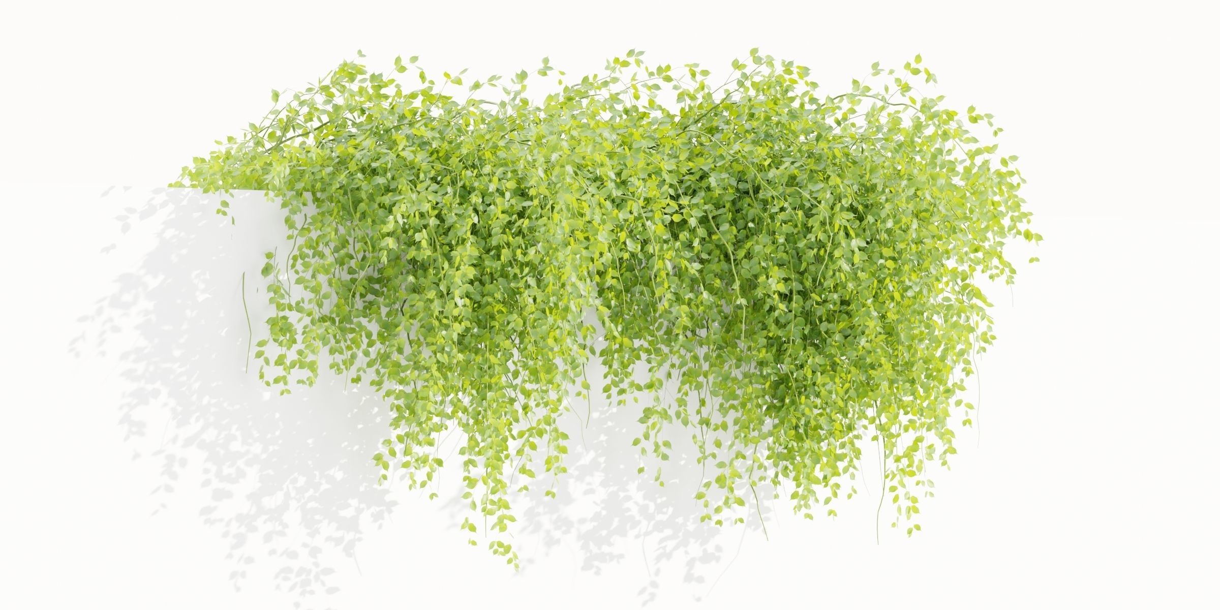 Hanging Wall Creeper Plants collection vol 225-Blender 3D model_6