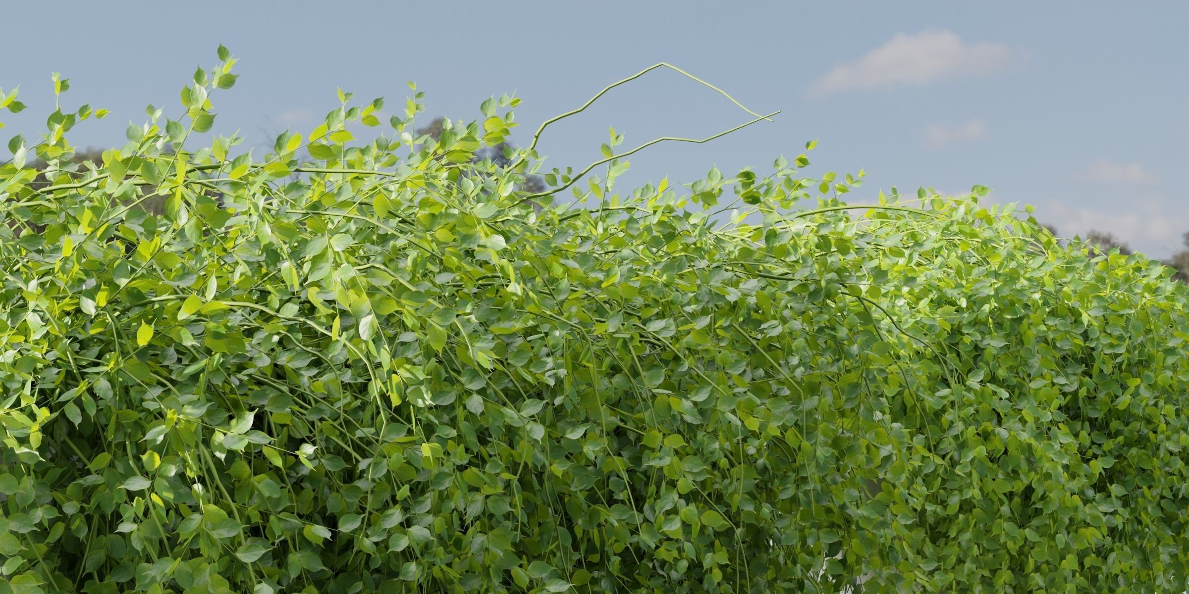 Hanging Wall Creeper Plants collection vol 225-Blender 3D model_1
