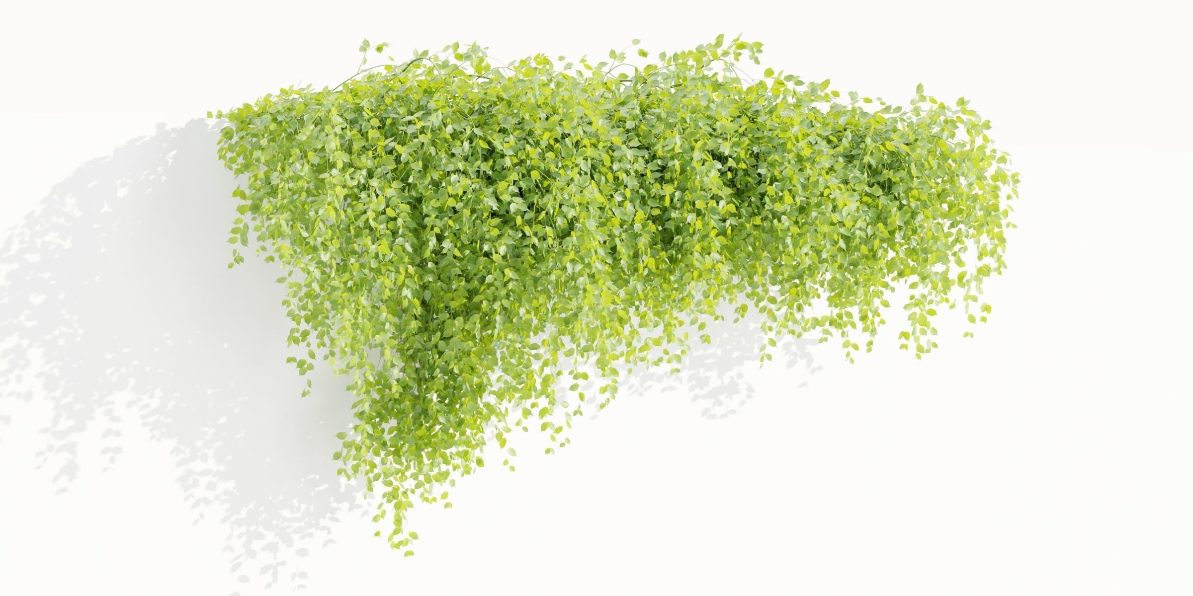 Hanging Wall Creeper Plants collection vol 225-Blender 3D model_2