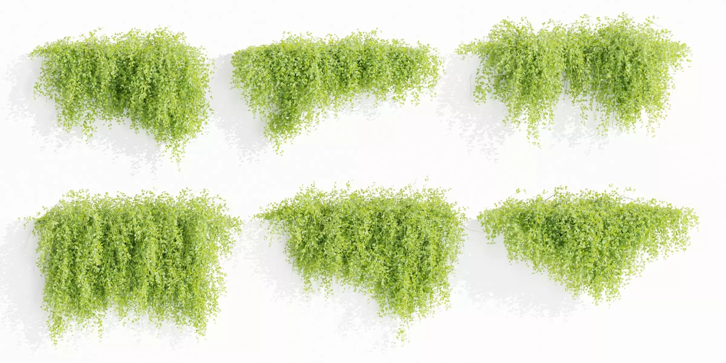 Hanging Wall Creeper Plants collection vol 225-Blender 3D model_0