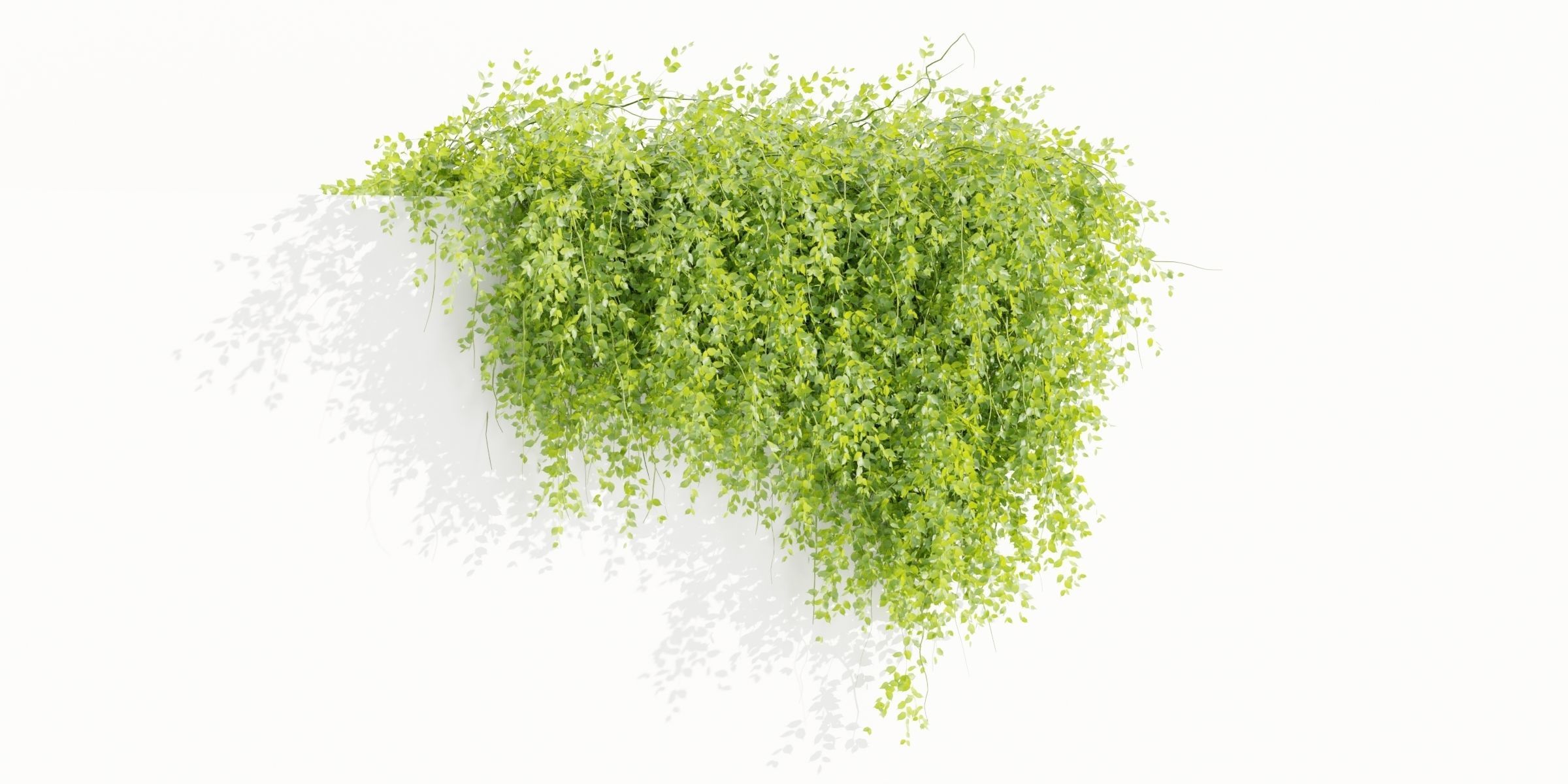 Hanging Wall Creeper Plants collection vol 225-Blender 3D model_7
