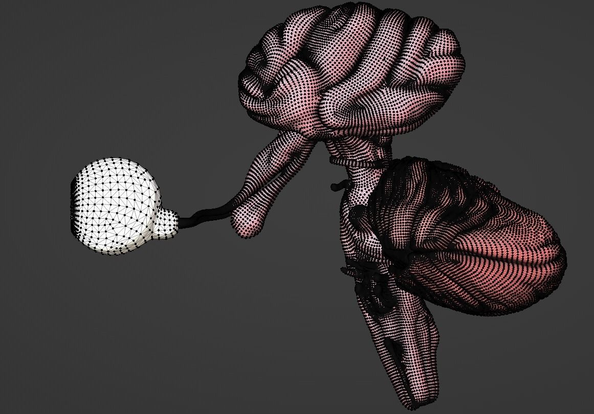 3D Model of Brain Brain Stem and Eyes 3D model | CGTrader