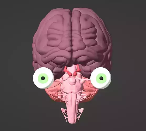 3D Model of Brain Brain Stem and Eyes 3D model