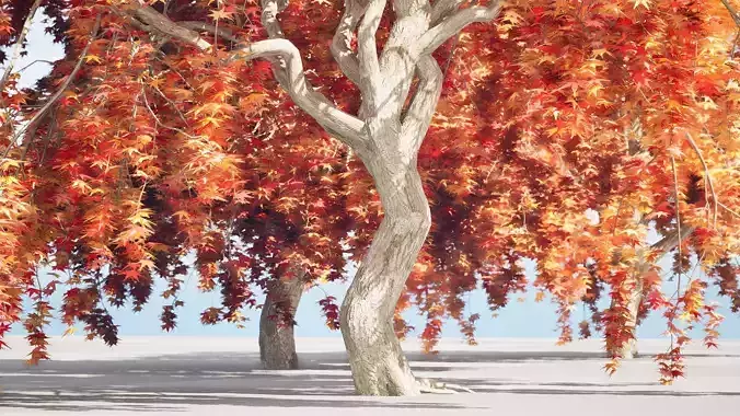 Weeping Japanese Maple Trees 3D model