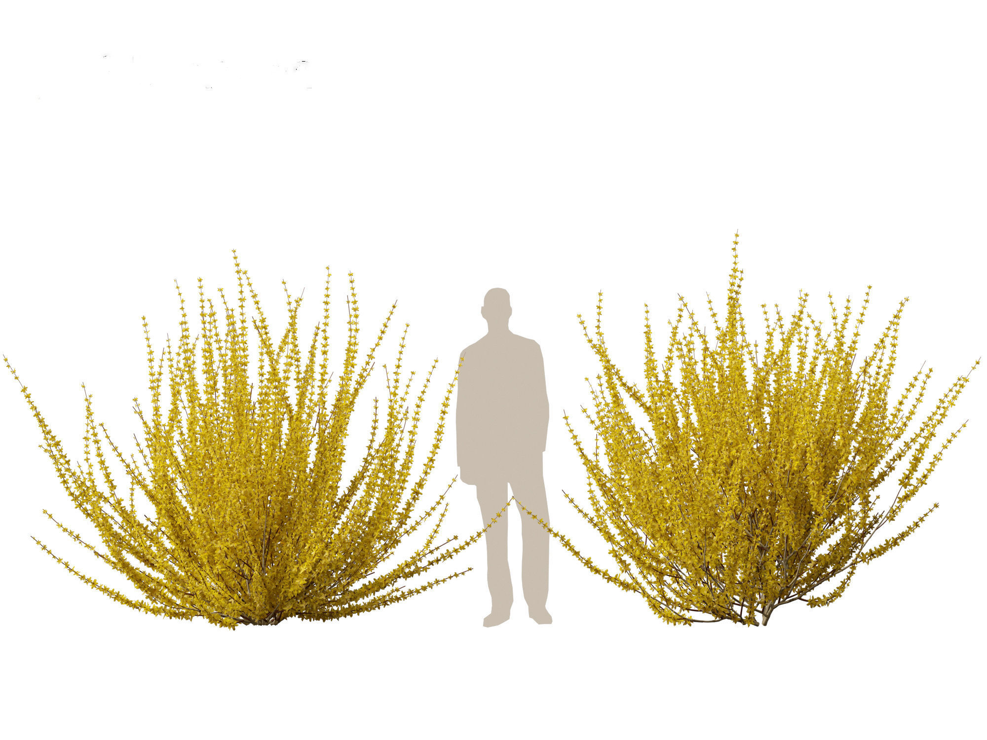 Forsythia x intermedia Golden Bells - Border Forsythia 3D model_16