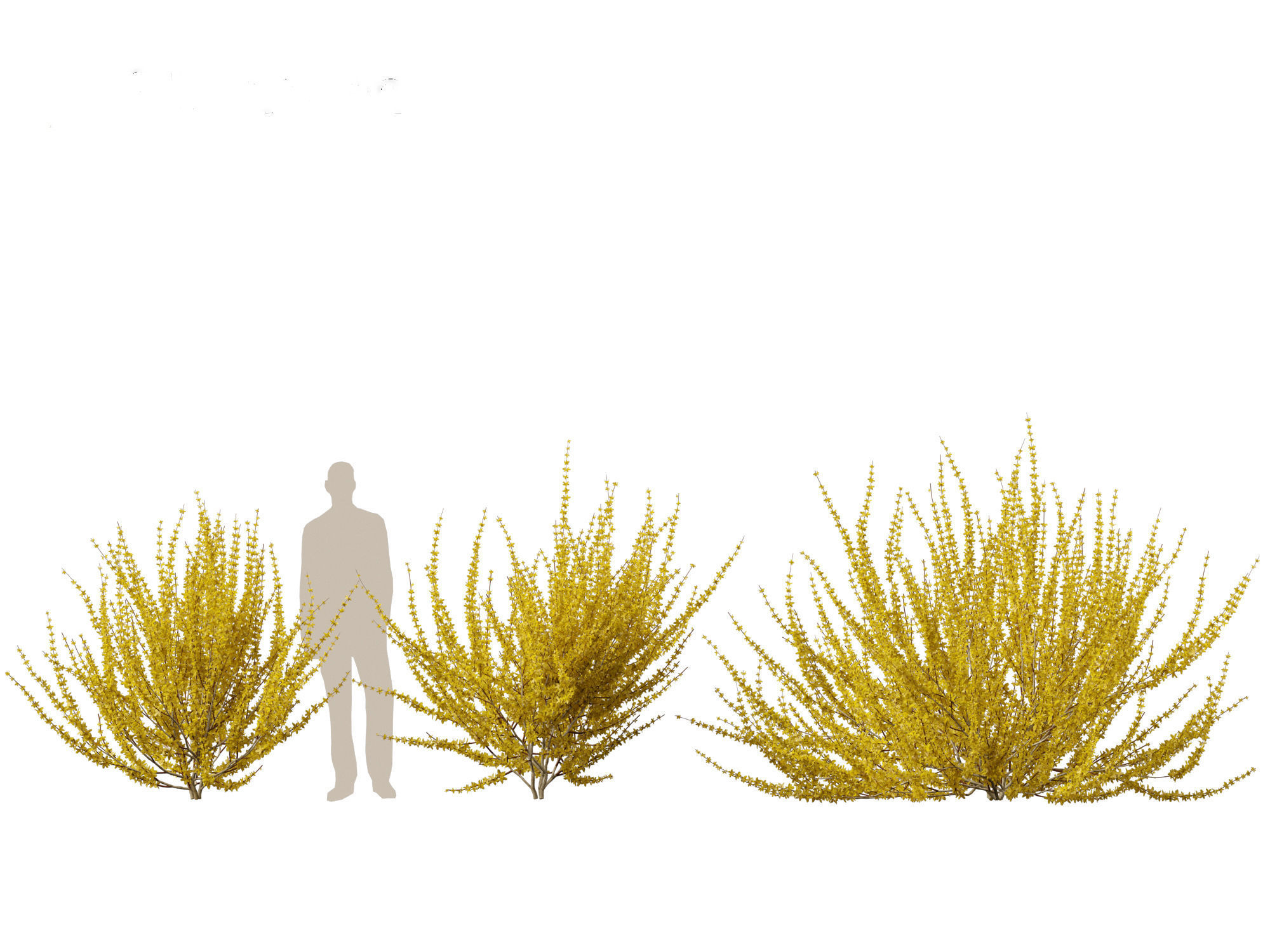 Forsythia x intermedia Golden Bells - Border Forsythia 3D model_12