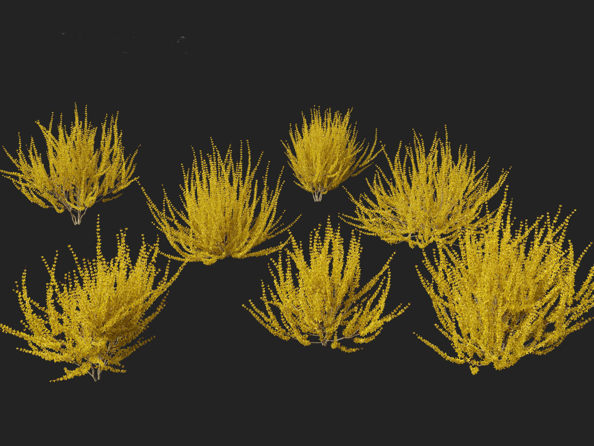 Forsythia x intermedia Golden Bells - Border Forsythia 3D model_3