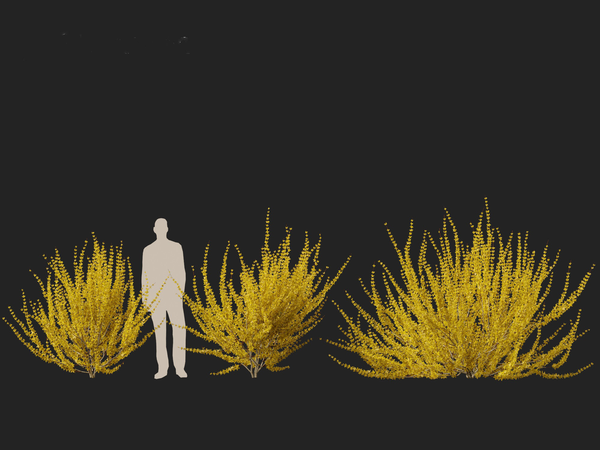 Forsythia x intermedia Golden Bells - Border Forsythia 3D model_13