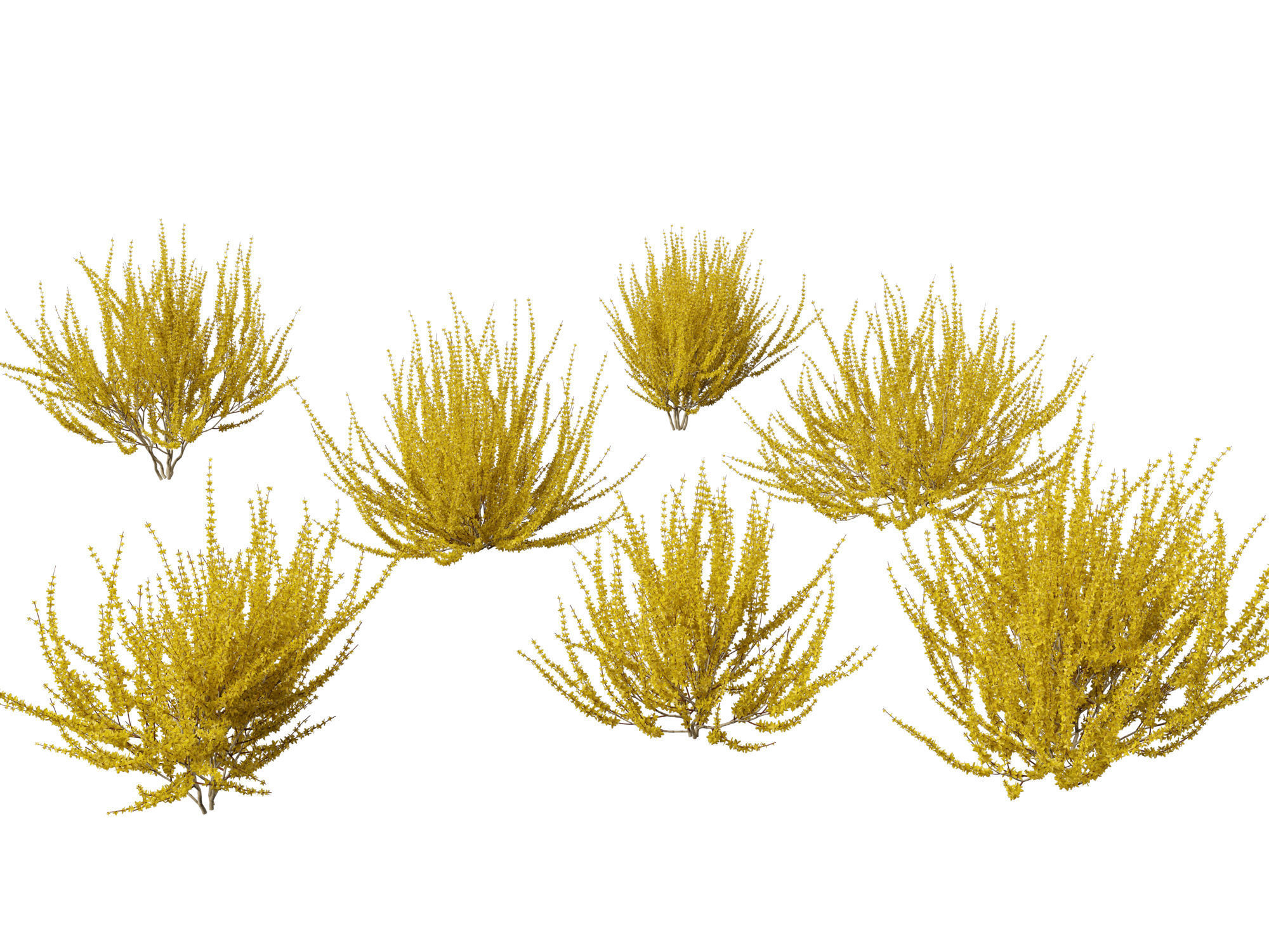 Forsythia x intermedia Golden Bells - Border Forsythia 3D model_23