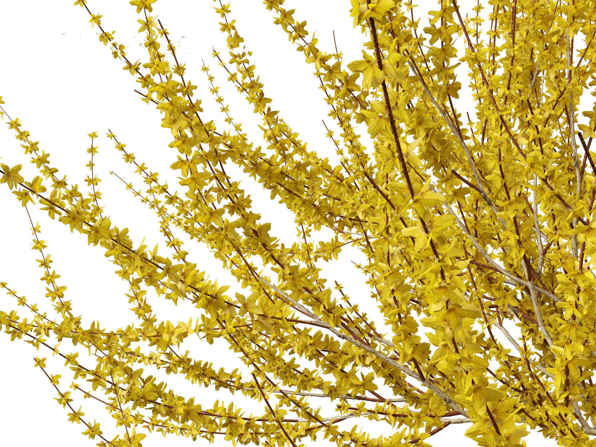Forsythia x intermedia Golden Bells - Border Forsythia 3D model_6
