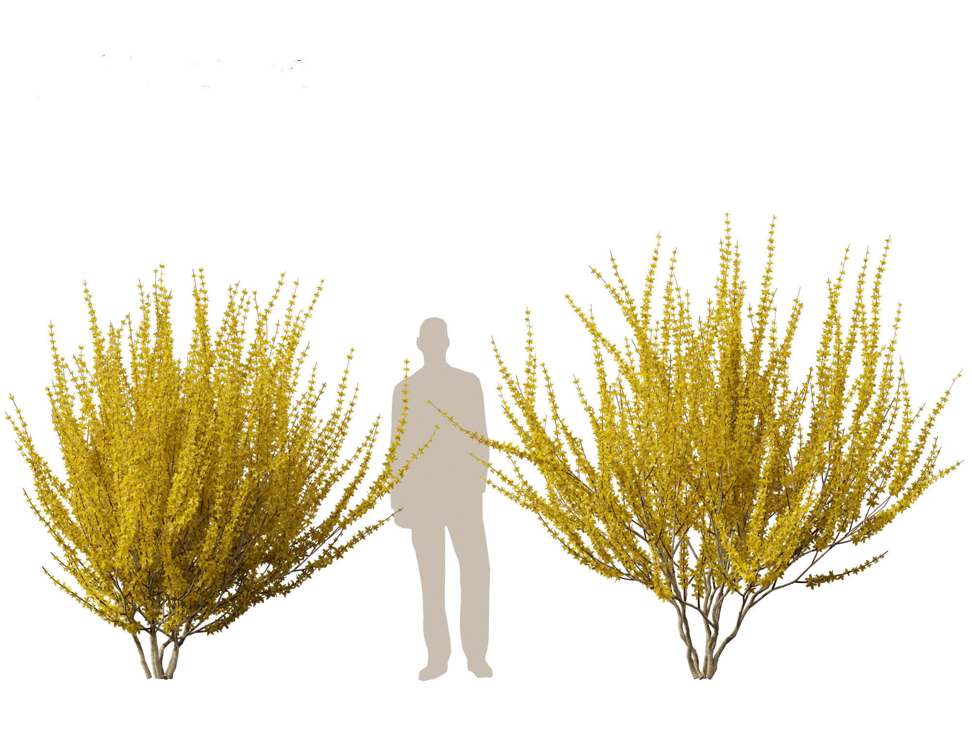 Forsythia x intermedia Golden Bells - Border Forsythia 3D model_19