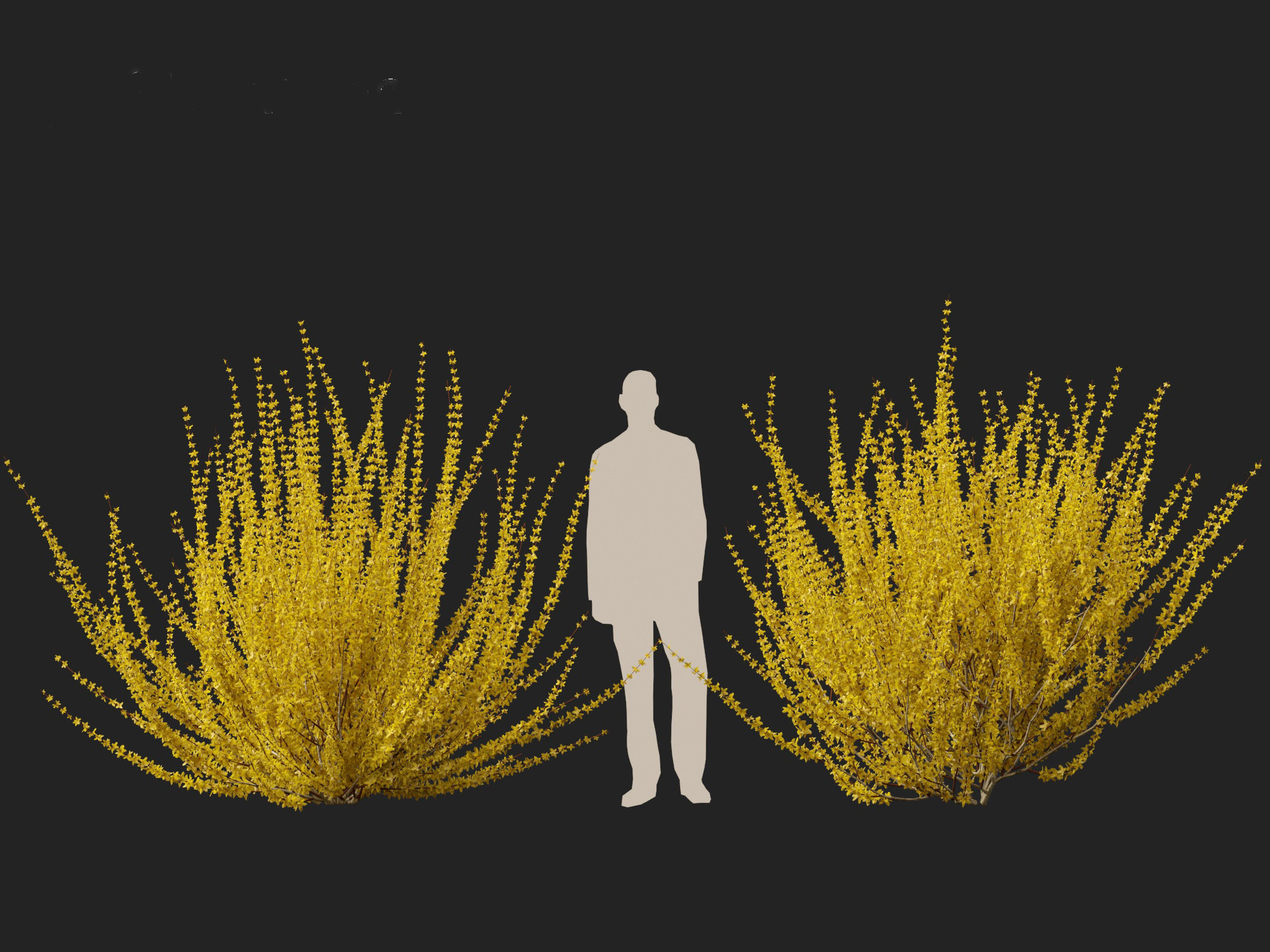 Forsythia x intermedia Golden Bells - Border Forsythia 3D model_18